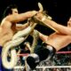 Jake Roberts Is Worried He Is Responsible For Ricky Steamboat’s Current Health Issues