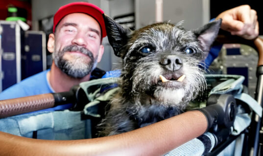 CM Punk’s Dog Larry Is Now Available To Buy As A Plush Toy
