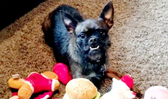 CM Punk Shares Photograph Of His Beloved Dog Larry’s Shrine