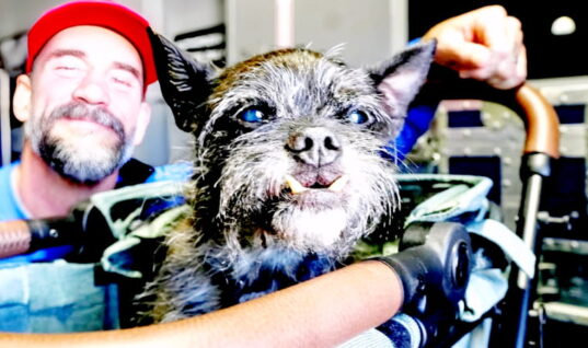 CM Punk’s New Tattoo Is A Permanent Tribute To His Beloved Dog Larry (w/Photo)